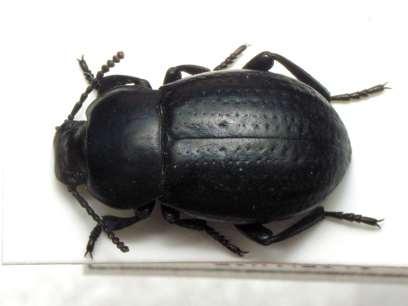 Dendarus punctatus (Serville, 1825)